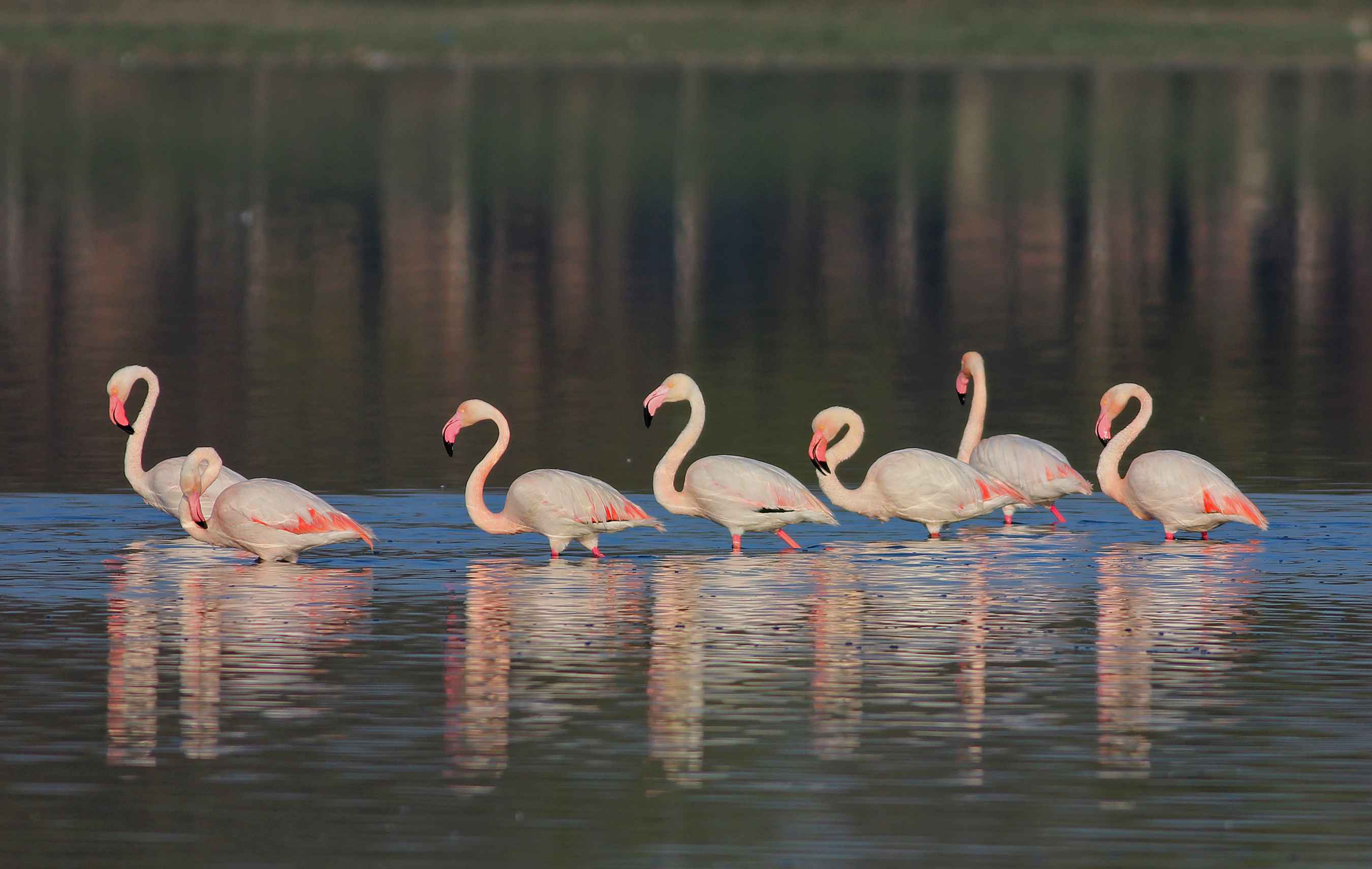 Greater Flamingo